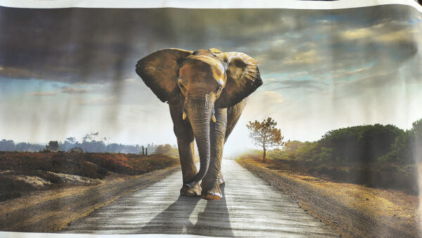 elephant painting